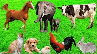 Lovely And Magical Moments Of Animals: Cow, Rabbit, Elephant, Goat, Puppy, Cat - Pets & Animals