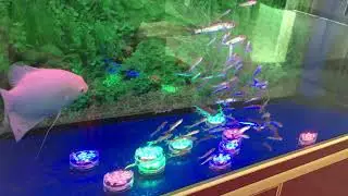 Swimming Pool Fish Tank Waterproof Remote Controlled Underwater Submersible LED Lights
