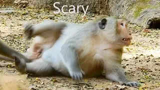 Actually Monkey Loki So Scary, Can't Control Mind& Feeling Now,Drug Affected Him