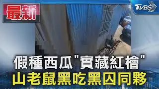 假種西瓜「實藏紅檜」 山老鼠黑吃黑囚同夥｜TVBS新聞 @TVBSNEWS01