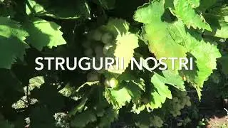 SAT - Trasabilitate pentru linistea ta