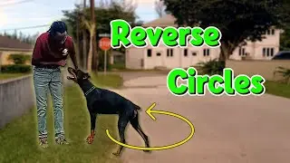 Teaching a Doberman Reverse Circles: Combining 'Back' & 'Spin'