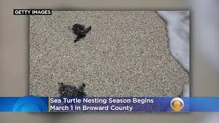 Sea Turtle Nesting Season Begins March 1 In Broward County