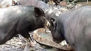 Good eating of wild pig animal..