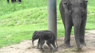 Baby Elephant at Rosamond Gifford Zoo