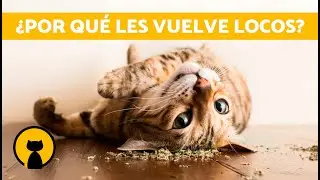 CATNIP para GATOS 🐱🌿 | Qu&eacute; es la HIERBA GATERA y C&oacute;mo Usarla ✅