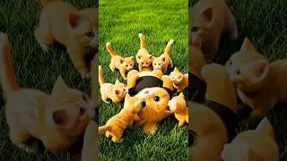 Too Cute! Kay&rsquo;s Kitten Playtime Will Make You Smile All Day! #catlovers #cat #kayfatcat