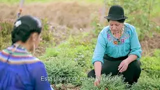 Medicina Ancestral - Pueblo Saraguro