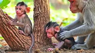 Adorable Baby Monkey Sitting on Tree Branch 🌿 Curious Little Explorer in the Jungle