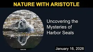 The Mysteries of Harbor Seals | Nature with Aristotle