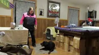 #1411 Rottweiler - shaping behavior for tracking articles - Cinder v Goldstream, BH, BST, FPr1