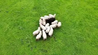 Sheep farm Between Dragsvik Fjords and Bergen Mavic Air Drone Footage