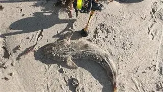 Yorke Peninsula Flathead on Soft Plastics!