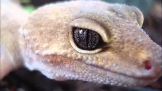 Leopard Gecko Pictures
