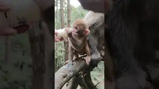#shorts h'angus the monkey eat healthy food monkey eating berries twitter food in anime monkey eatin