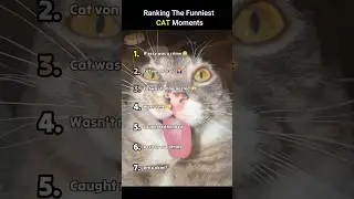 Ranking Funniest Cat Moments 🤣🤣