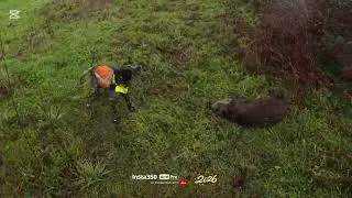 Caccia al cinghiale col cane da ferma 08/01/2026