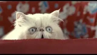 S&eacute; como un gato
