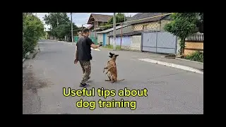 Useful tips about dog training🐾 #teodogtrainer 🐶