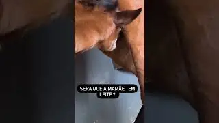 &Eacute;gua amamentando seu potrinho.