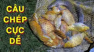 CÂU CÁ CHÉP CỰC DỄ VỚI BÀI MỒI LẠ | CÂU CÁ CÒN ĐƯỢC CHỦ HỒ TRẢ TIỀN | CARP BAIT