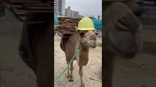 What moment started when the human made a tiny motion? #funny #animal