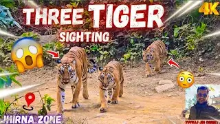 Teen Tiger Ek Frame Mein! 😱 Ultimate Jungle Moment 🤩 #yuvrajjimcorbett 
