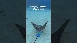 Stingray Defense Mechanisms #shorts  #whaleconservation #humpbackwhale #savethewhales #whale