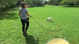 whistle recall with Robin, the American Spaniel