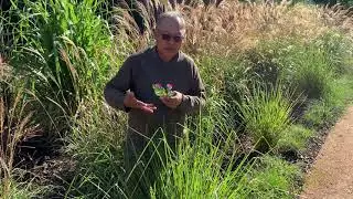 Augustine Doronila, Melbourne University #plantchallenge
