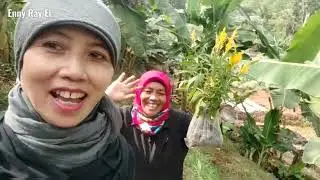 Suasana Pedesaan, pergi ke Sawah di desa ll alam pedesaan  @Enny Ray El