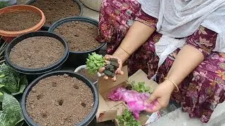చామంతులకి మట్టి  preparation # online saplings repotting# gardening vlogs #
