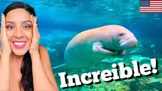 Manat&iacute;es en Florida 🇺🇸 GRATIS para toda la familia en Manatee Lagoon