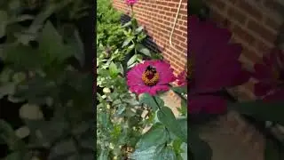 Stay safe as you sip the nectar sweet Mr Bee. shorts #nectar #bumblebee
