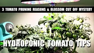 SPIDER FARMER NEW G12 GARDEN - 9 TOMATO TIPS FOR INDOORS