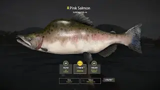 RF4 - Trophy Pink Salmon on Yama - 3,438kg