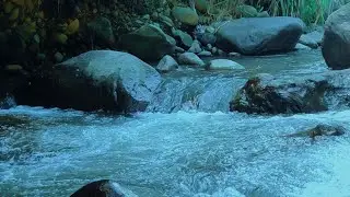 Peaceful River Ambience with Birds – Sleep, Relax & Unwind