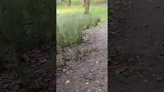 coot fight