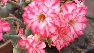 The Most Stunning Adenium Flower Varieties