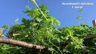 My backyard garden in USA ||  শখের বাগান in USA 🇺🇸 2021