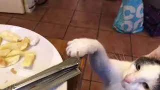 Cat tries to steal chips