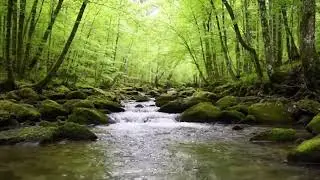 Relaxing River Sounds in the Forest 🌲 Flowing Water for Deep Sleep, Stress Relief & Meditation