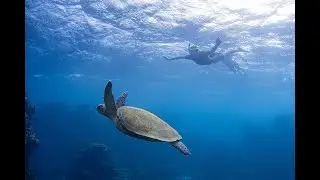 Coral Bay and Snorkeling with MANTA RAYS and TURTLES and a TIGER SHARK! (Western Australia Part 2)
