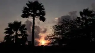 Palm tree silhouette at sunset.