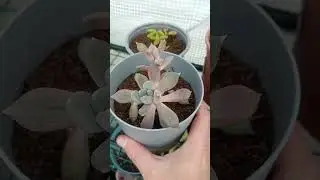 Succulentes Story bouturage gratuit 😉😉😉😘😘