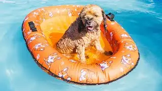 35lb dog loves this pool float!