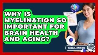 Why Is Myelination So Important For Brain Health And Aging? - Brain Development Hub