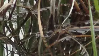 Dolomedes plantarius