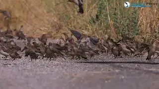 Sığırcık sürüleri Peri Vadisinde köylülere zor günler yaşatıyor…