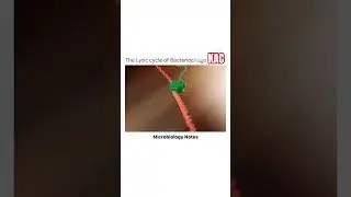 Lytic cycle of bacteriophage #education #ssc #upcatet #icarjrf #plantscience #cuet #physicswallah